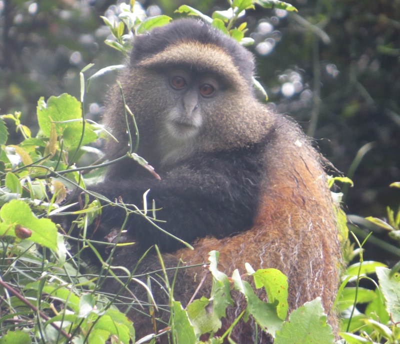 Golden Monkey